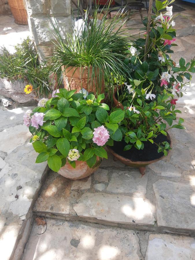 Sea-Side Old Stone Villa With A Private Garden Budva Exteriör bild